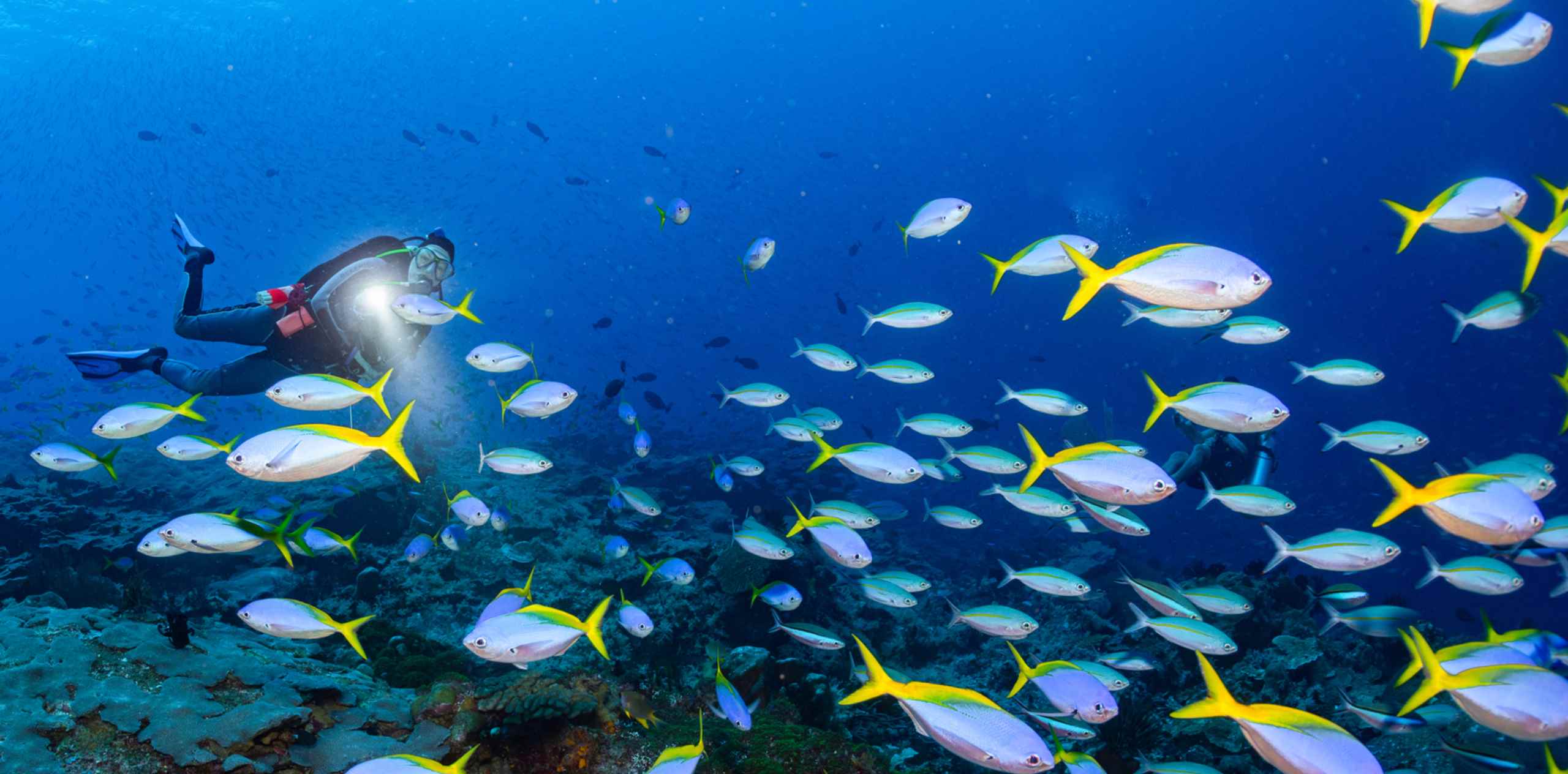 Scuba diver in Nusa Penida shining a torch while swimming through a school of yellow-tailed reef fish over coral.